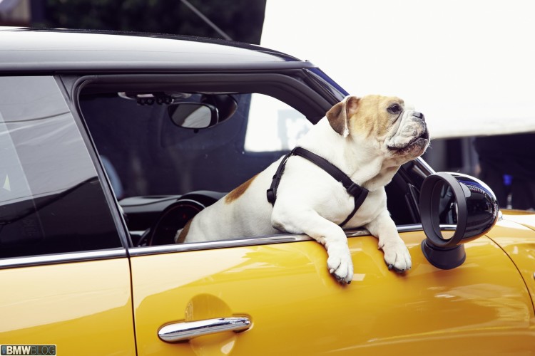 mini-f56-buldog-05-750x500.jpg